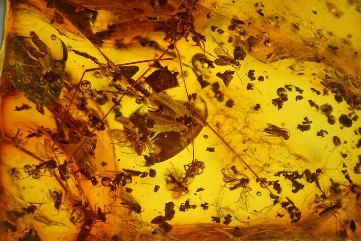 Fossil Fly Swarm (Diptera) & Crane Fly (Tipulidae) In Baltic Amber #200160